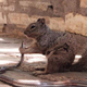 Imagen para el artículo titulado Fotografían a una ardilla devorando una serpiente tras matarla mordiéndola en la cabeza